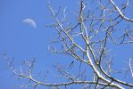 PICTURES/Reyonlds Creek Trail - Tonto National Forest/t_Aspens & Moon3.JPG